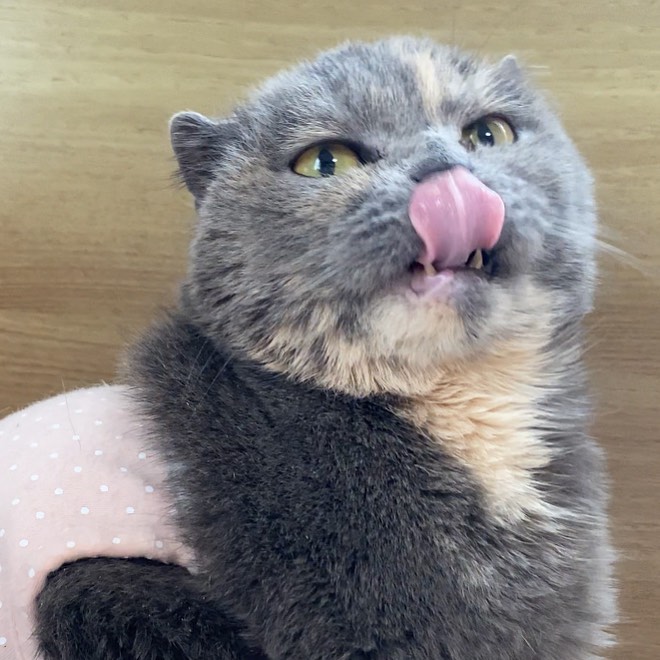 ❤️
•
•
•

🐱 #kittenlady #kittens_of_world #kittenrp#catstory#catsofgram #catshow#kittensoftheworld #cutecatkittens#cats_features
#kittenspace#kittensdaily
#catloversunite#kittens_today #cats_of_the_world#cats_of_day#catswiththeirtonguesout #kittengram#scottishfoldkittens #catsleeping#kittenself
#catstagramcat #catsogram #catloversday#catsfollowers
#happycats #cat #cats #kitten #gatos  #kitten__u