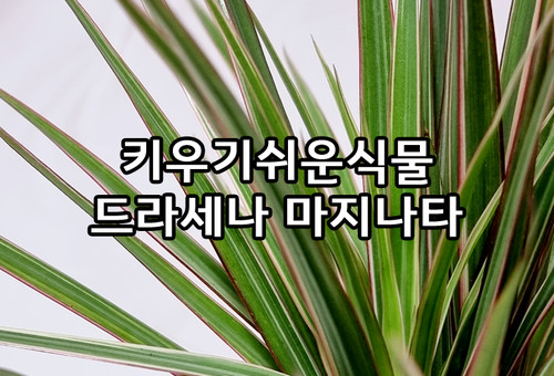 집에서키우기쉬운식물 드라세나 마지나타 : 선물용화분
