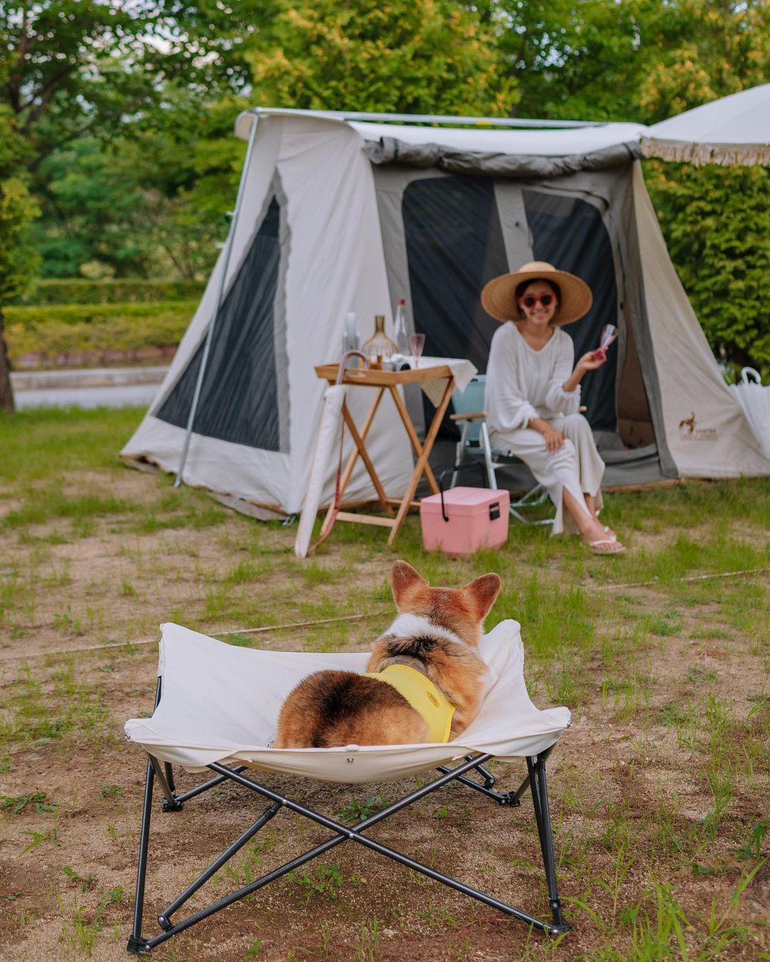 REINA 🇰🇷 on Instagram: “#레이나는캠핑중 🏕 이번 캠핑 성공적으로 다녀올 수 있었던 높이조절 가능한 강아지 캠핑의자 날은 더운데 그냥 바닥은 너무 뜨거우니까 아이스팩과 선풍기 눈높