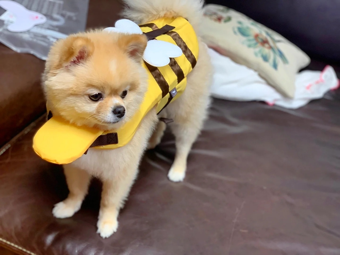 🐥🐝🍯🌊
#데일리 #일상 #daily #데일리룩 #ootd #아웃핏 #좋아요 #맞팔 #강아지 #펫 #포메 #소형견 #좋반 #좋테 #like #follow #dog #pet #서울 #부산 #대구 #홍대 #강남 #신사 #애견 #구명조끼 #고양이 #반려동물 #lfl #소통