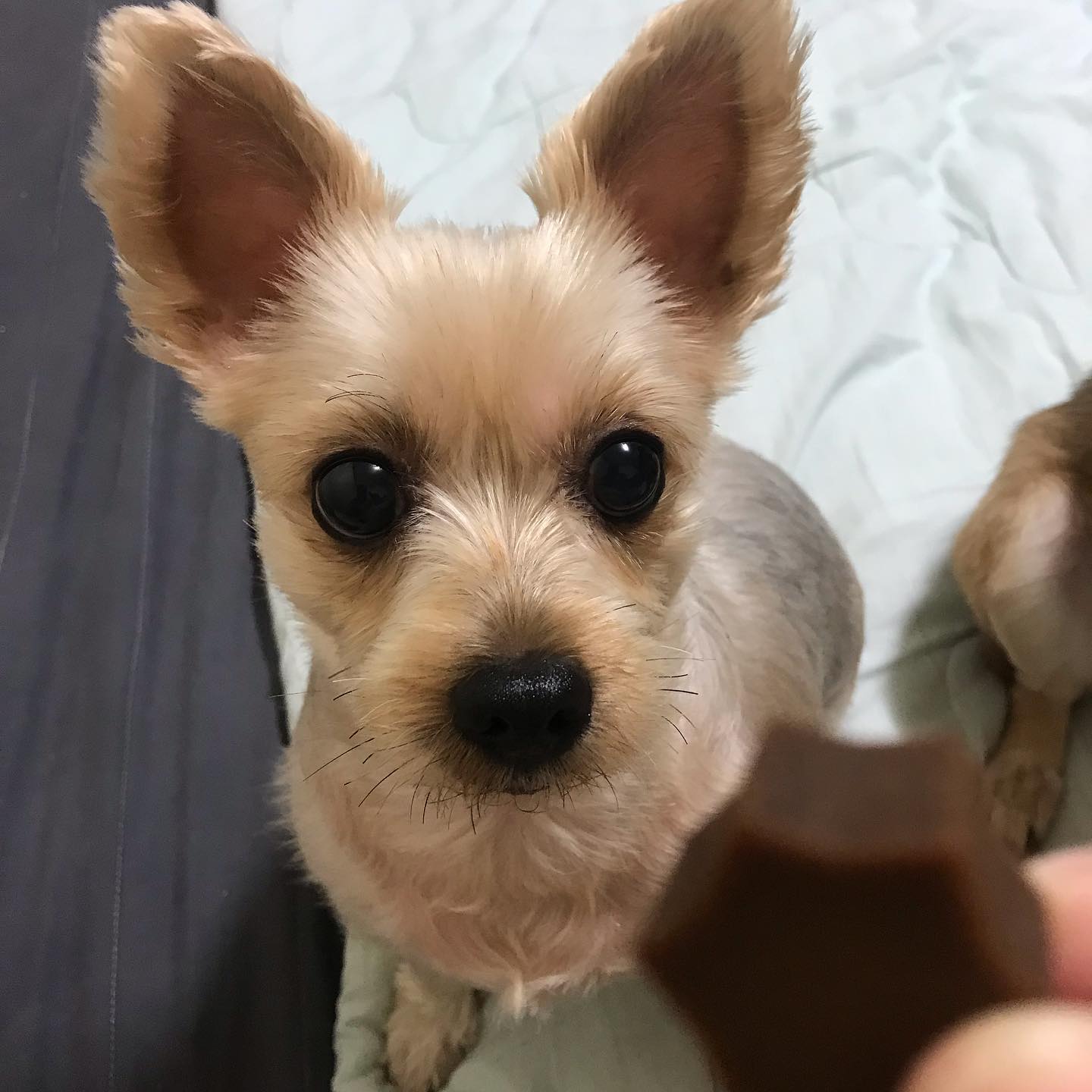 #협찬  애기들도 이제 콜라겐을 챙겨먹어야하는 시대 🐶

피모건강 뿐만 아니라 관절건강 치아건강까지 책임지는 견수무강 콜라겐 제품❤️

가뜩이나 뭉치돼지 관절 걱정되었는데 잘먹고 건강해야해 우리아가야🐶
.
.
.
.
.
.
.
.
.
.
.
.
#협찬 #강아지콜라겐 #견수무강 #노즈워크간식 #훈련용간식 #개린이간식 #노견간식 #강아지피부 #슬개골탈구#선팔 #맞팔 #좋아요 #반사 #일상 #데일리 #강아지 #환영