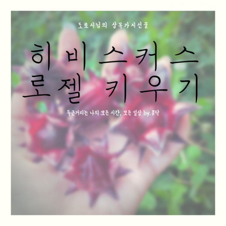 히비스커스 로젤 삽목으로 키우기 & 꽃이 피다. &히비스커스 사과 잼 만들기 저탄수 쨈