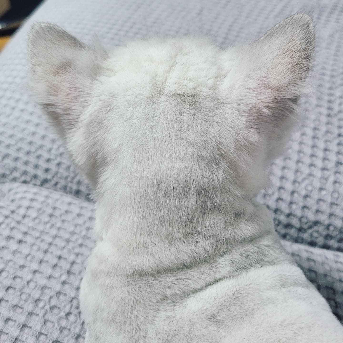 이쁜 내새꾸 뒷통수ㅋ.ㅋ
