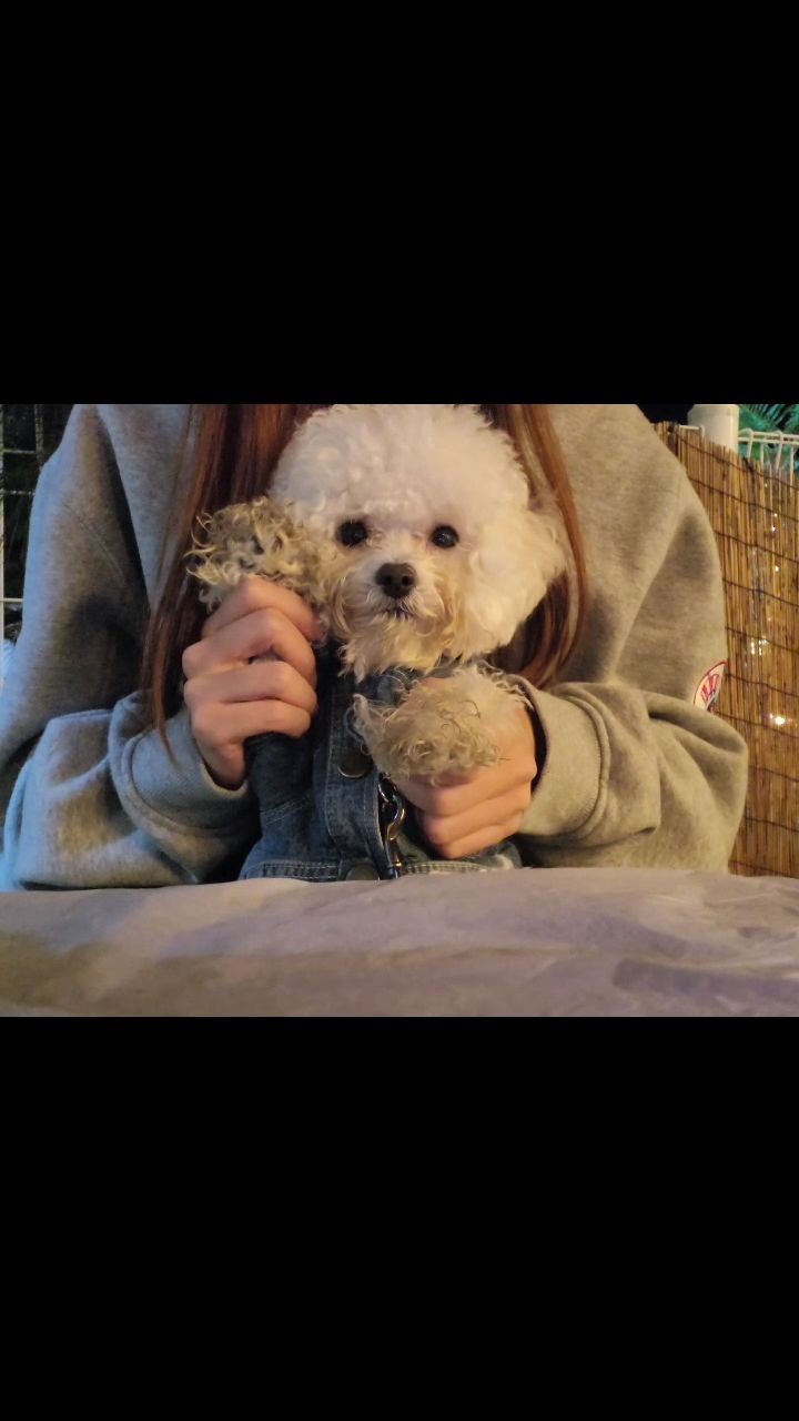 스우파 만두노제 ❤
헤이마마 ㅋㅋㅋ
뛰뛰하느라 아주 꼬질꼬질
댄서만두 😆 @mandu_bichon__
#스트릿도그파이터
.
.
.
#스우파 #스트릿우먼파이터 #댄서 #꿈나무
#헤이마마 #heymama #미니비숑 #비숑 #비숑프리제 #만두 #멍스타그램 #개스타그램 #멍멍이 #bichon #bichonfrisé #bichonstagram #puppy #dog #dogstagram #instadog #귀여운강아지