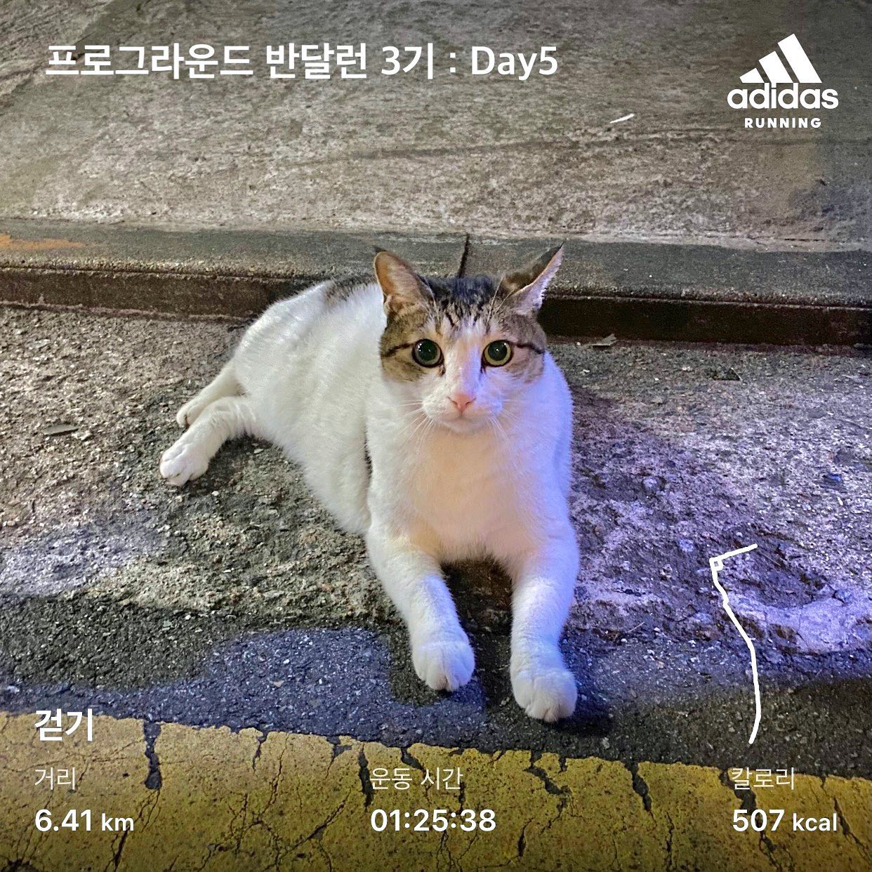 5일차에 벌써 고비
: 그리고 중랑천 가다 만난 귀여운 고양이 🐈

오늘은 체력적인 한계를 느끼고 산책함
근데 집 와서 다른 사람들 뛴 거 보니 후회 중 😭

오늘 컨디션 안 좋은 거 아까 뼈해장국 먹다 체해서 그런 듯 ㅠㅠ
앞으로는 손해 보더라도 그냥 정직하게 산다…
찝찝함과 미안함과 자괴감이 꽤 오래감