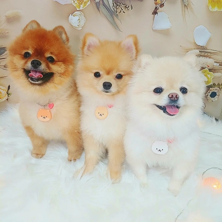 꼬까연구소 강아지인식표 반려동물 인식표 후기