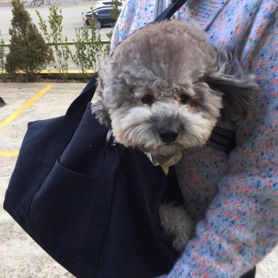 金瀟顯 on Instagram: “#광고#NOTTOY챌린지 우리 곁에 소중한 반려동물과 함께 "NOT TOY"🐶를 외쳐주세요! 더 이상 아이들이 버려지거나 학대당하는 일이 없길 바랍니다. ❌ 반려견 반려묘를 위한