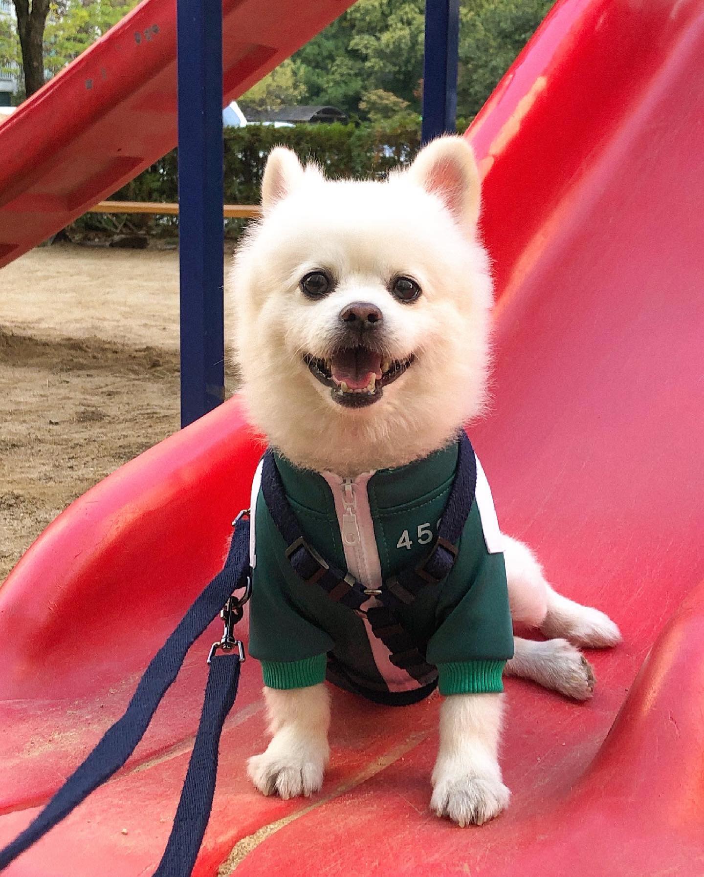 #오징어게임 ◯▵□
나랑 #깐부 맺을 멍몽이 모여라 ! 🐶💬🦑♥️💛💚⠀⠀⠀⠀⠀⠀⠀⠀⠀⠀⠀⠀⠀⠀⠀ 
⠀⠀⠀⠀⠀⠀⠀⠀⠀⠀⠀⠀⠀⠀⠀
#오징어게임코스튬 #player456 #456번