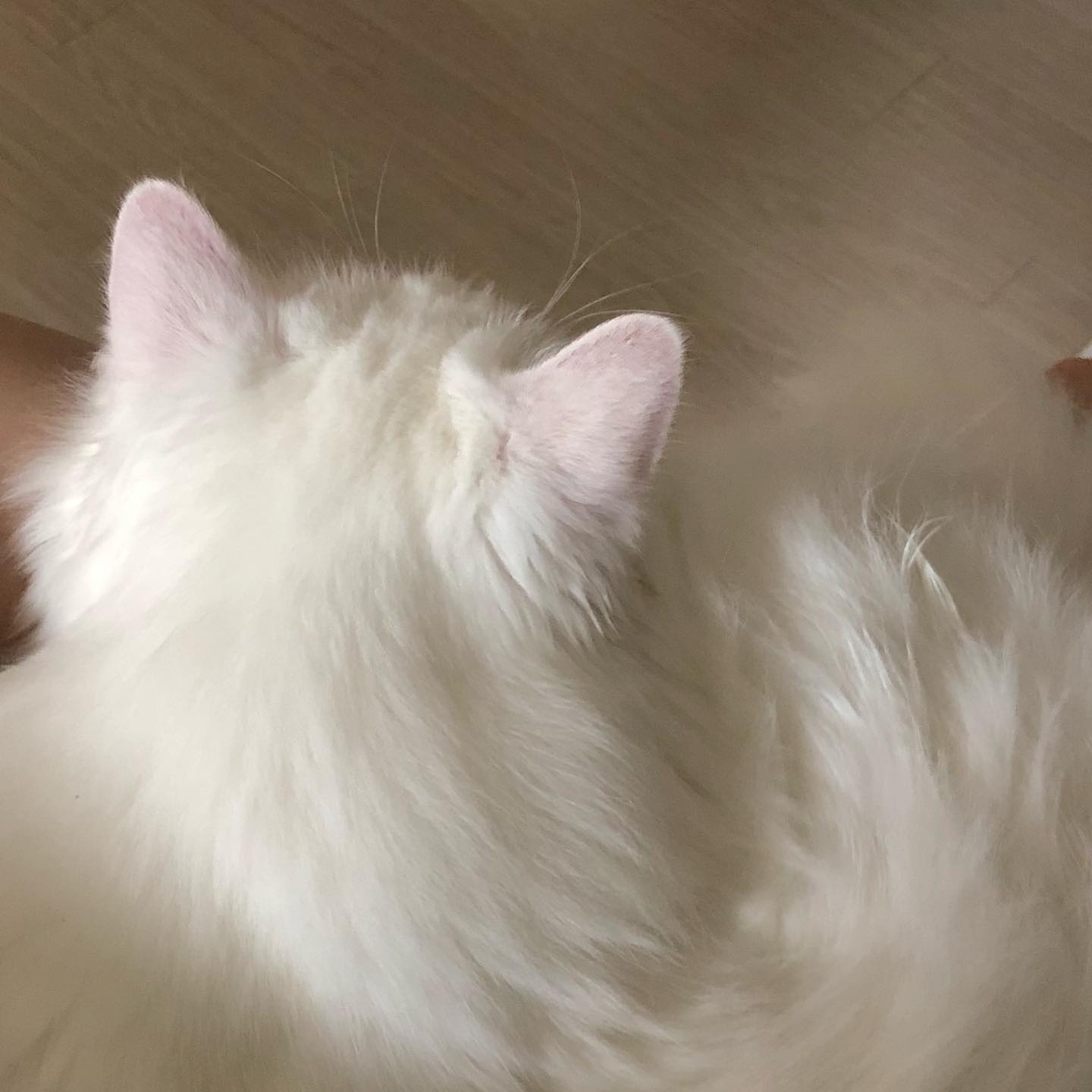 나의 힐링요정
