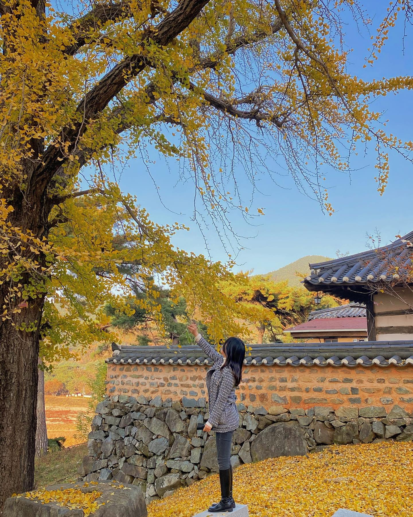 올해는 단풍놀이 대신 은행나무샷
#오연정