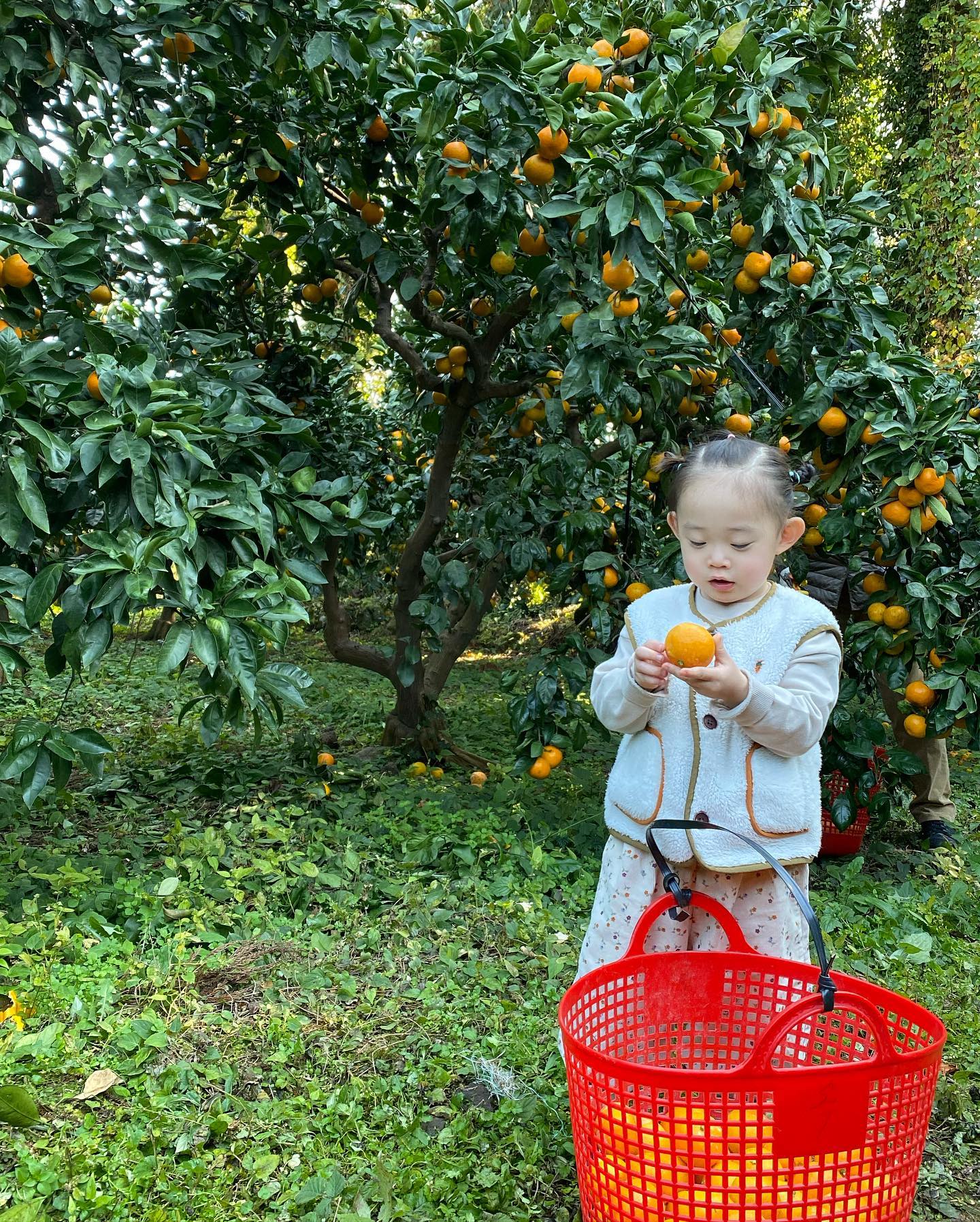 뀰🍊🍊🍊🍊
#이모친구찬스 #제주옥 #귤따기 #다온이는귤잔뜩먹기
spb01199 감사해영😍