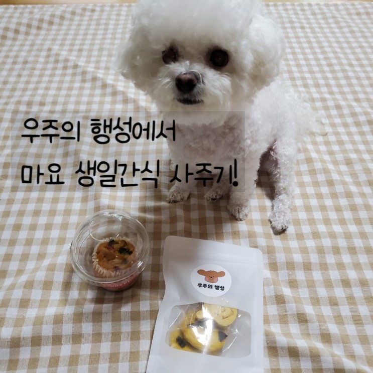 [강아지카페]우주의 행성:) 마요 생일 간식사러가기♥