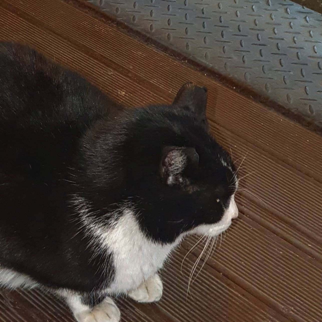 Neko🐈‍⬛