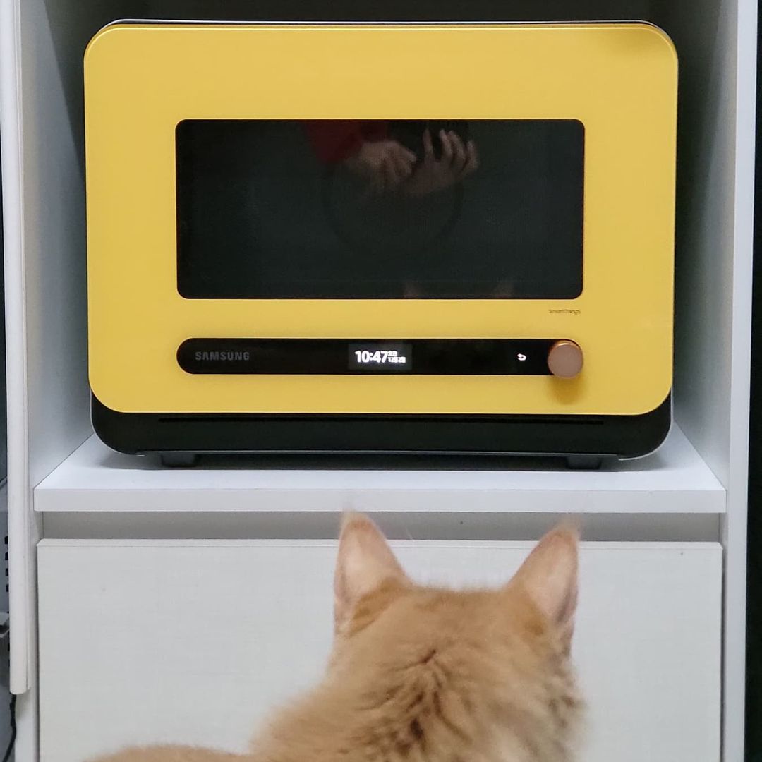 Chris 진고수 (Gloria) on Instagram: “. 큐커 안녕?🐾 노랑이 큐커와 노랑이 카린이 🥰 #세젤귀 밀키트 사야쥐 ㅋㅋ 근데... 문 닫힐 때 꽝 소리가 영상보다 실제가 더 큼 #깜짝깜짝놀람