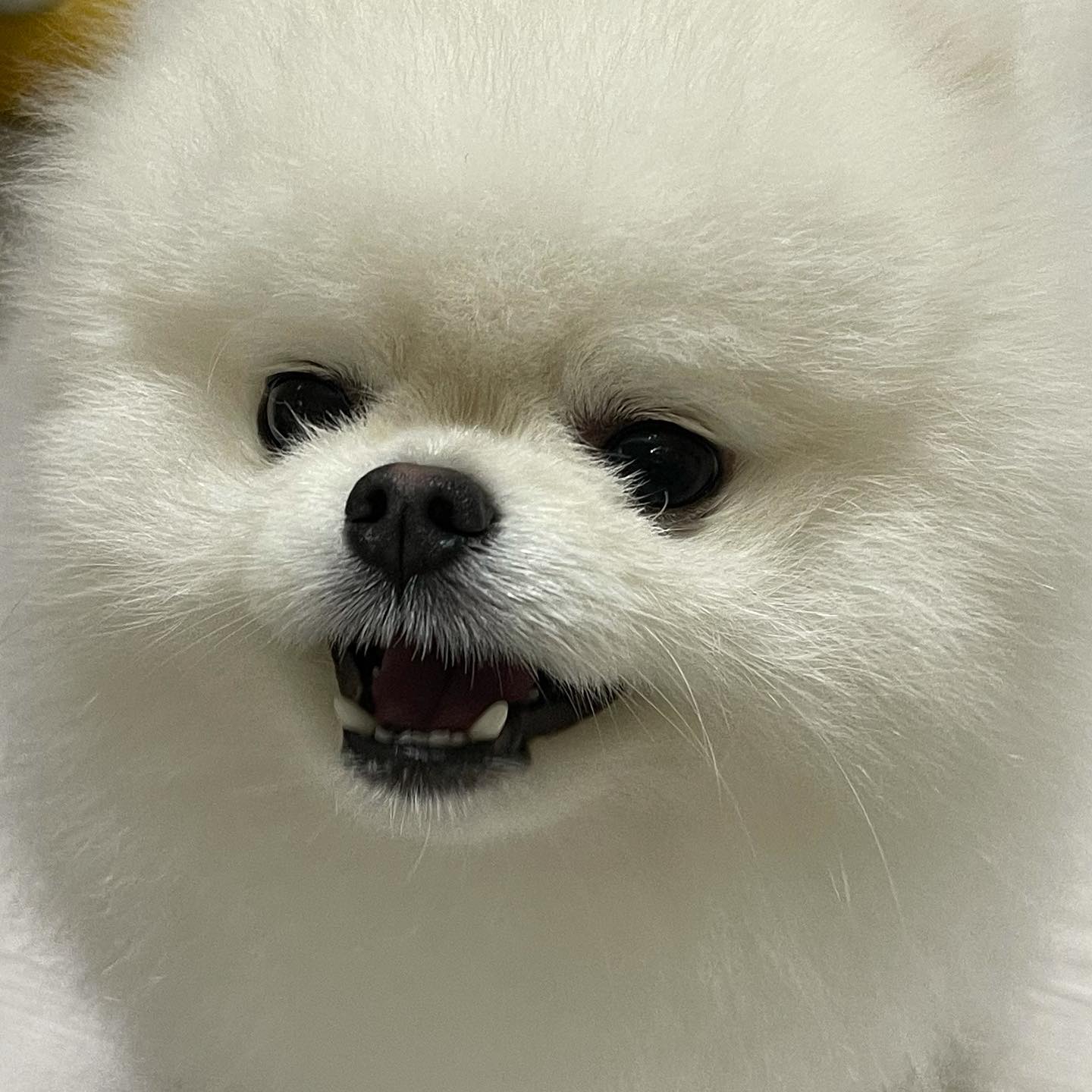 🐶얼른 주세용 희희🐶