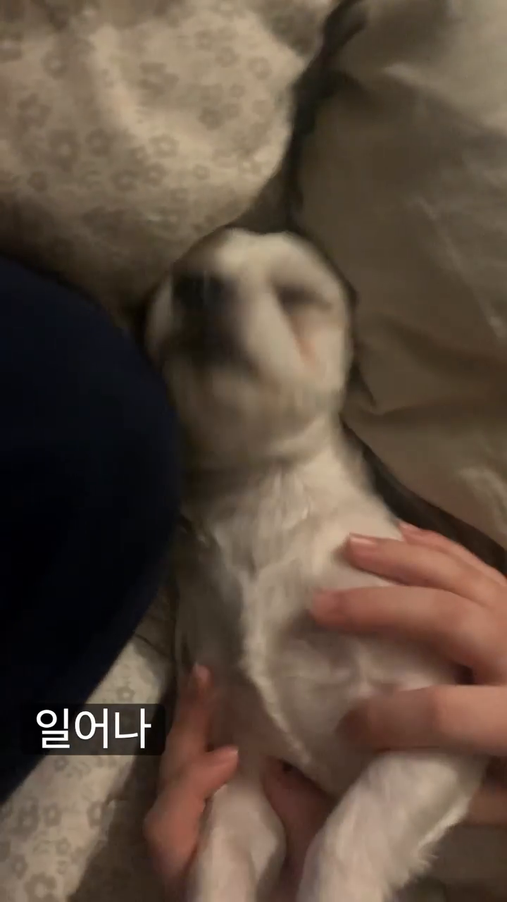 콘텐츠