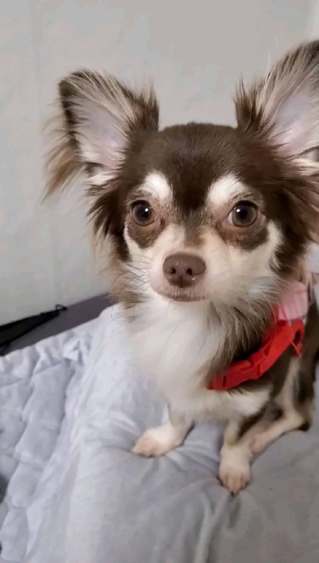 모카 개인기대방출😛
