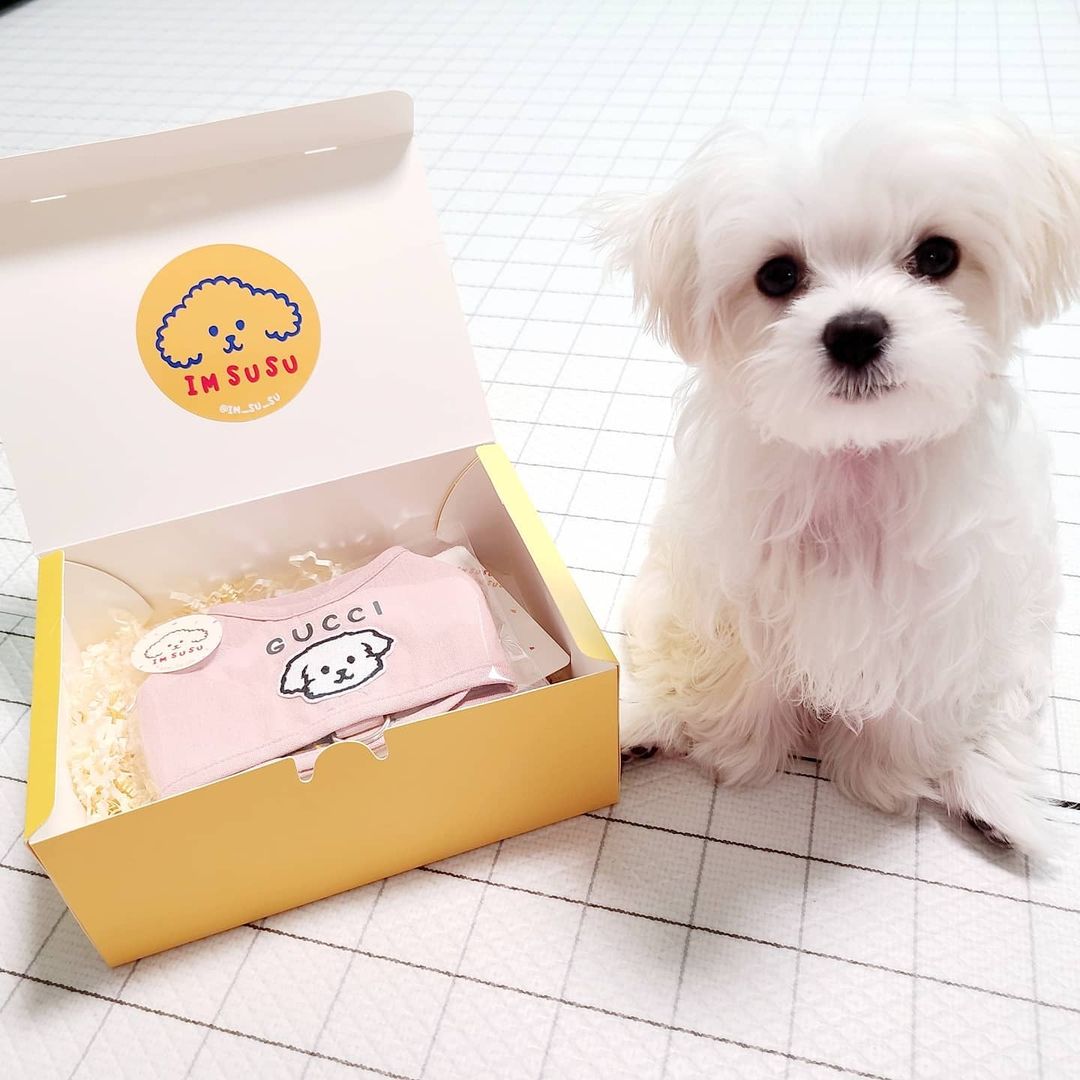 구찌공주 on Instagram: “#장문주의⚠️ 오늘은 제가 직접 고민하고 결정해서 구매한 아임수수 하네스 후기를 작성해보려고 해요! 혹시 하네스 유목민 분들이 계시다면 참고해주셔도 될 것 같