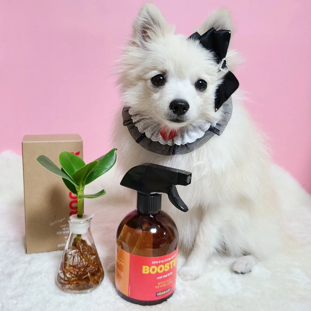 찐빵🐶 견플루언서’s Instagram photo: “#협찬 #식물영양제 . 칭구들 빵모닝😀 찐빵이가 사실 몇주전에 동생이 생겼고등 찐빵이 피드에도 몇번 등장했었는데🤣 바로 #크루시아🌱 라는 식물