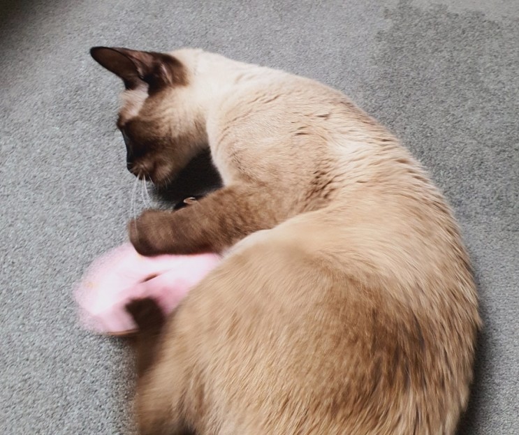 고양이 스트레스를 해소해주는 캣닢 스프레이 고로롱 사용후기!