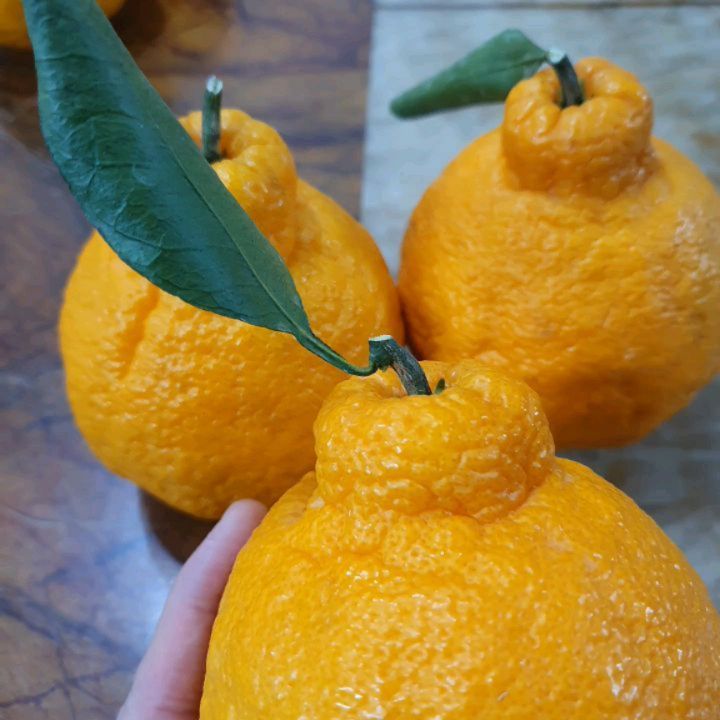 쪼으뇽 💕 on Instagram: “부모님 선물용으로 구매했던 인하네 한라봉🍊 와 포장도 고급스럽고 새콤달콤 진짜 맛있다냥 👉 인하네 스토어 https://smartstore.naver.com/inhane . . . . . #설 #명절 #과일