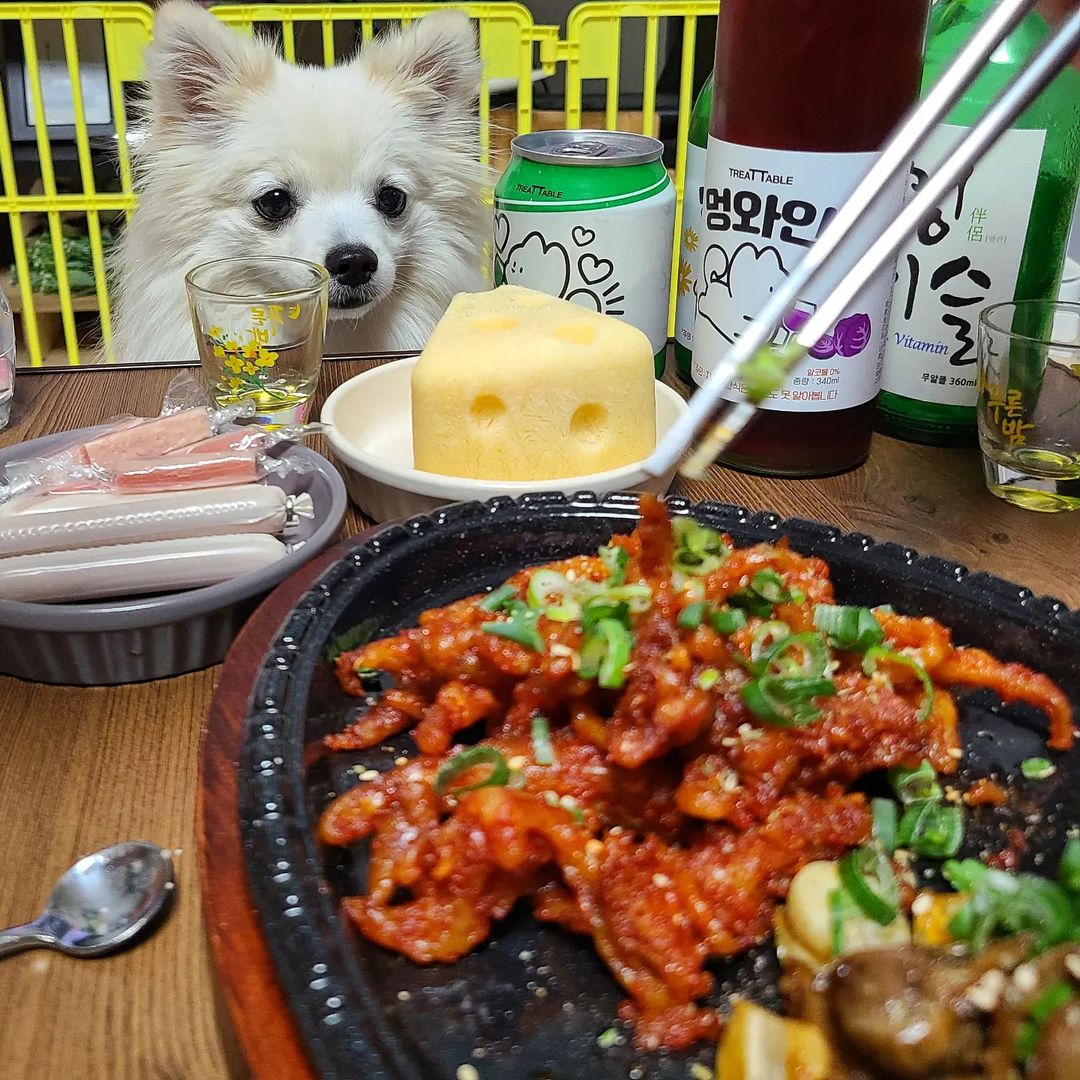 찐빵🐶 견플루언서 on Instagram: “#협찬 . 칭구들 빵하❣ 엄마아빠랑 찐빵이 퇴원기념 파티했찌롱 파티에서 빠질 수 없는게 바로‼️ 술과 맛난 안주라개😏 . 한잔애에서 엄빠가 먹을 수 있