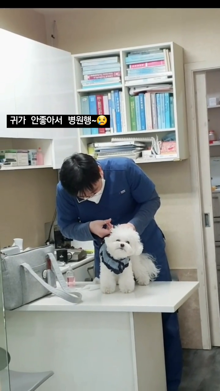 알러지가 심해져서 병원행~
찡찡대고 덜덜 떨면서도 귀청소 잘하죠?🤣🤣
첨으로 귀에넣는 항생제도 받았는데..
집에서 잘할수 있을까나~🙄

#비숑프리제 #bichonfrise #겁쟁이토토 #병원은무서워 #귀청소 #외이염 #cutedog #아프지말자