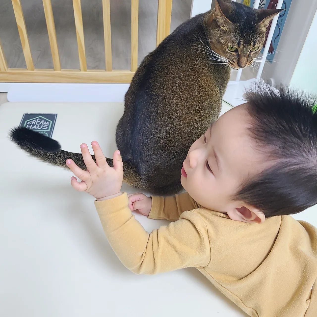 ⁣
with.양말⁣
⁣
아기 낳기 전에는 고양이들이⁣
아기한테 해꼬지 하면 어쩌나 걱정했는데⁣
걱정이 무색할만큼⁣
먼저 고양이들을 괴롭히는 우리 무법자 😅⁣
⁣
만날 꼬리잡고 털뜯고...⁣
구래도 착한 냥이들은 대주고? 있다 ㅋㅋㅋ⁣
⁣
꼬맹아 양말아,⁣
엄마가 너희들도 다 사랑하는거 알지?❣⁣
⁣
동생이 괴롭혀도 이해해줘서 곰마워⁣
내 새끼들 다 사랑해 😚⁣
⁣
⁣