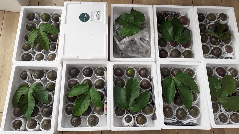 🥑🧆🥝🫒🧀🥑🍳🥪🍒🥚🫐백향과 철이예요!! 백향과로 하루를 상큼하게 시작하니 기분이 좋네요^^나른한 봄엔 백향과가 쵝오!!제철과일 백향과는 그냥먹어야 제맛!!
백가지 과일향과 맛이 하루를 힘차게 시작하는 힘이되는 하루네요 행복한 하루 되세요.

➕새콤달콤 당도도 좋고 맛은 더 좋은 패션후르츠 
✔️확실히 패션후르츠도 클수록 먹을게 많고 맛도 풍부한거 같아요.

부모님께서 직접 농사 지으시고  주문과 동시에 수확해서 산지에서 바로 배송되는 백향과라 신선한 백향과를 택배로 받아 보실수 있어요.

오늘 보내는 택배 입니다.
하나하나 살피고정성스럽게 포장해서 보내드려요.

📌중.대과혼합(50-80g) -1kg. 15.000원 
  5만원 이상 택배비 무료 (택배비:3000원)
📌특과는 마감 되었습니다^^ 성원에 감사드려요.

📞문의는 010-4919-6081
  010-3481-6081 편하실때 연락 주세요.

✔️ 477015-56-041441 농협
  한정순
✔️ https://m.smartstore.naver.com/chocho_in_florence?

#백향과택배#패션후르츠택배#백향과농원#신선한백향과#서산행복한농원#패션후르츠먹는방법#백향과생과#패션후르츠생과#패션후르츠먹는방법#백향과먹는방법#백향과생과#패션후르츠생과#백향과생과택배#패션후르츠생과택배#당뇨과일#임산부과일