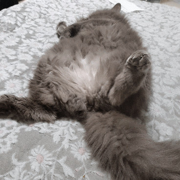 우리집 고양이 러시안블루 네벨룽 장모종 별이를 소개합니다