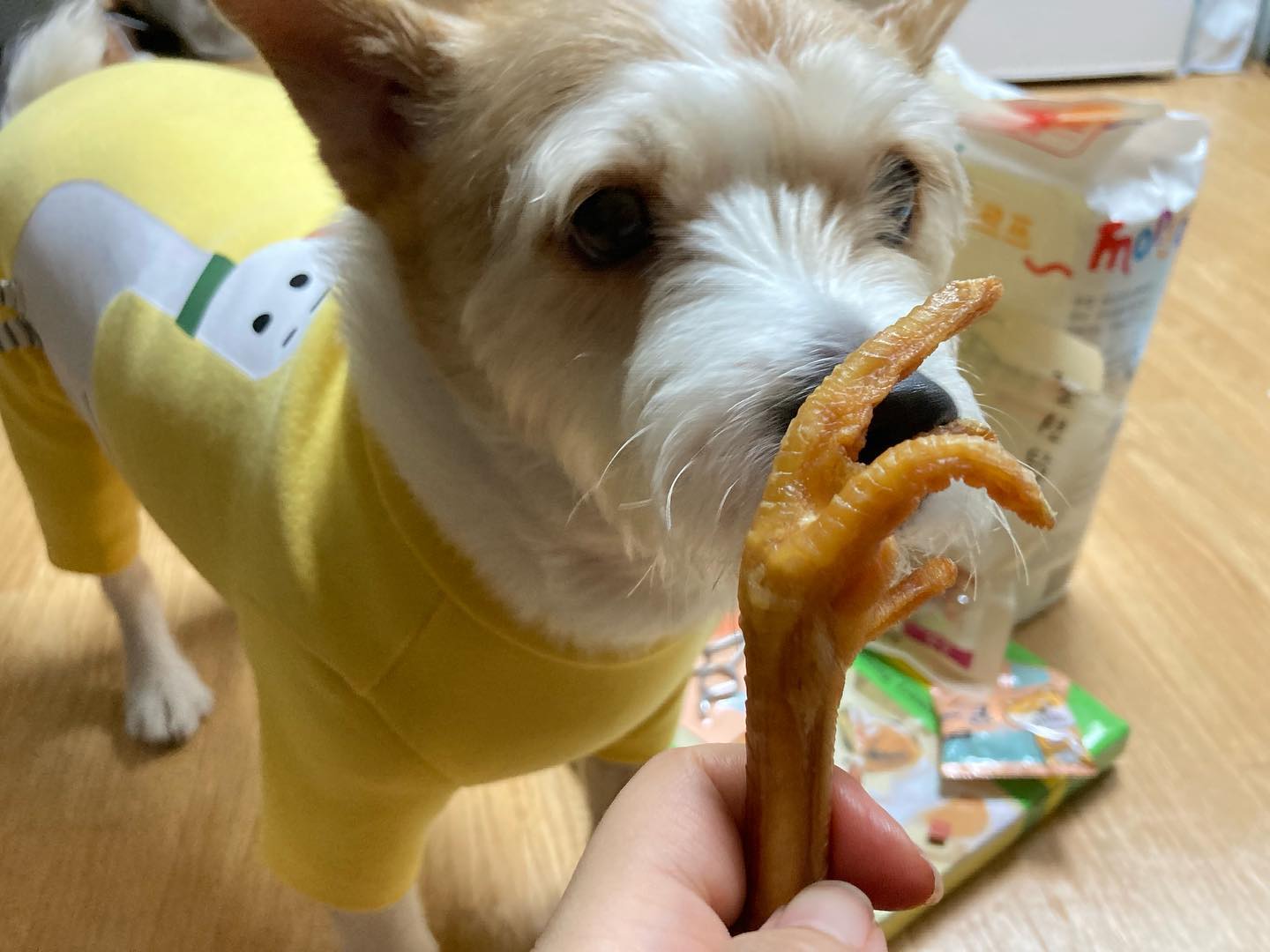 댕댕이날인가 뭔가 해서 같이 쇼핑하구옴 꼬까옷이랑 꼬끼오발 🐶#뱃살지못미