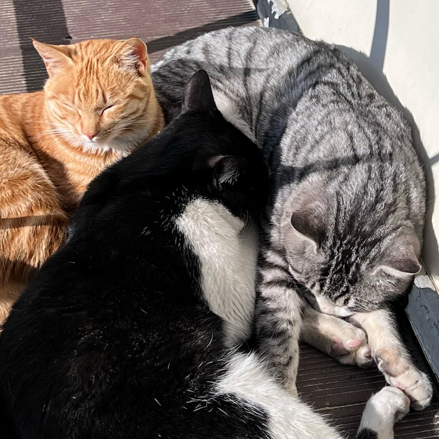 😻