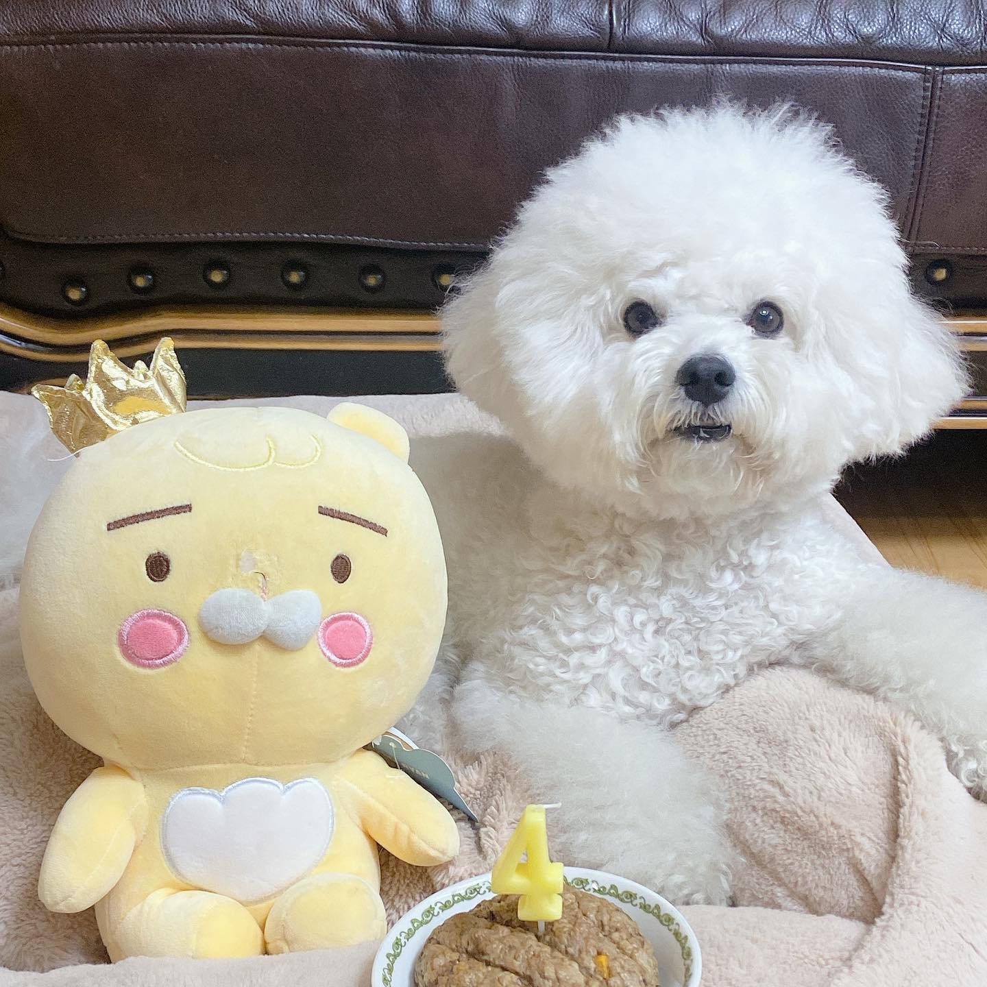 -

2022.03.24ꯁ
우리 콩블리와 개족이 된지 4주년 되는날 ✨

누나 기억속엔 우리 콩이는 그저 4개월 뽀시래기로 남아있는데 시간이 넘 빠르다,,

크게 아프지도 않고 건강하게 착하게 쑥쑥 잘 커줘서 너무 고마워 콩블리~ᰔᩚ

누나가 더 듬뿍 사랑해줄게! 사랑해 내새끼🤍

(with 코떨어진춘식이🤭)