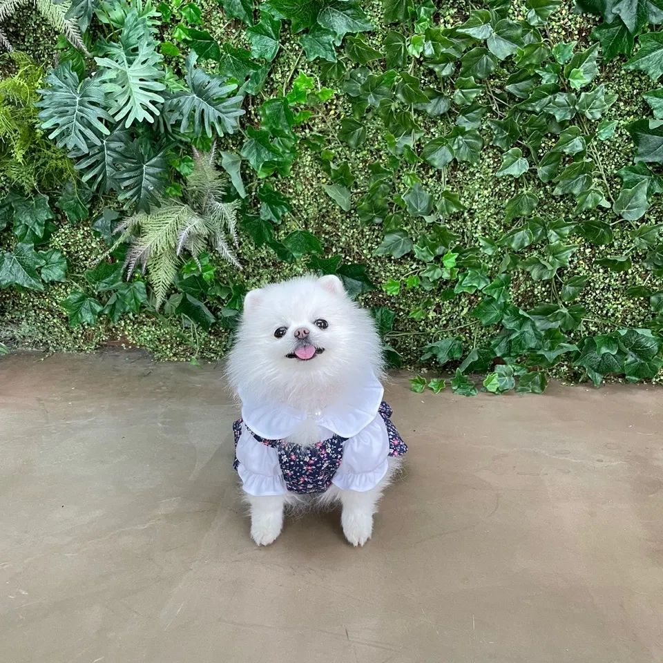 엄마 생신 기념 카페나들이🐶💕
.
엄마 생신 기념으로 찾은 의왕 카페인더뷰!
강아지 동반 룸이 따로 있어서 쾌적했어요💓
엄마랑 솜이랑 솜이가 준비한 엄마 생신 꽃다발과 함께 찰칵❤(feat.언니돈으로😂)