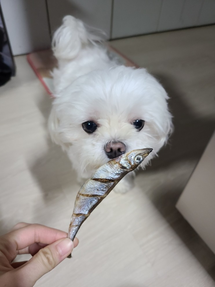 강아지수제간식, 마곡수제간식 멍양사에서 구매해요
