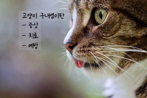 고양이 구내염 / 고양이 침흘림 / 고양이 발치 / 길고양이 구내염 전발치