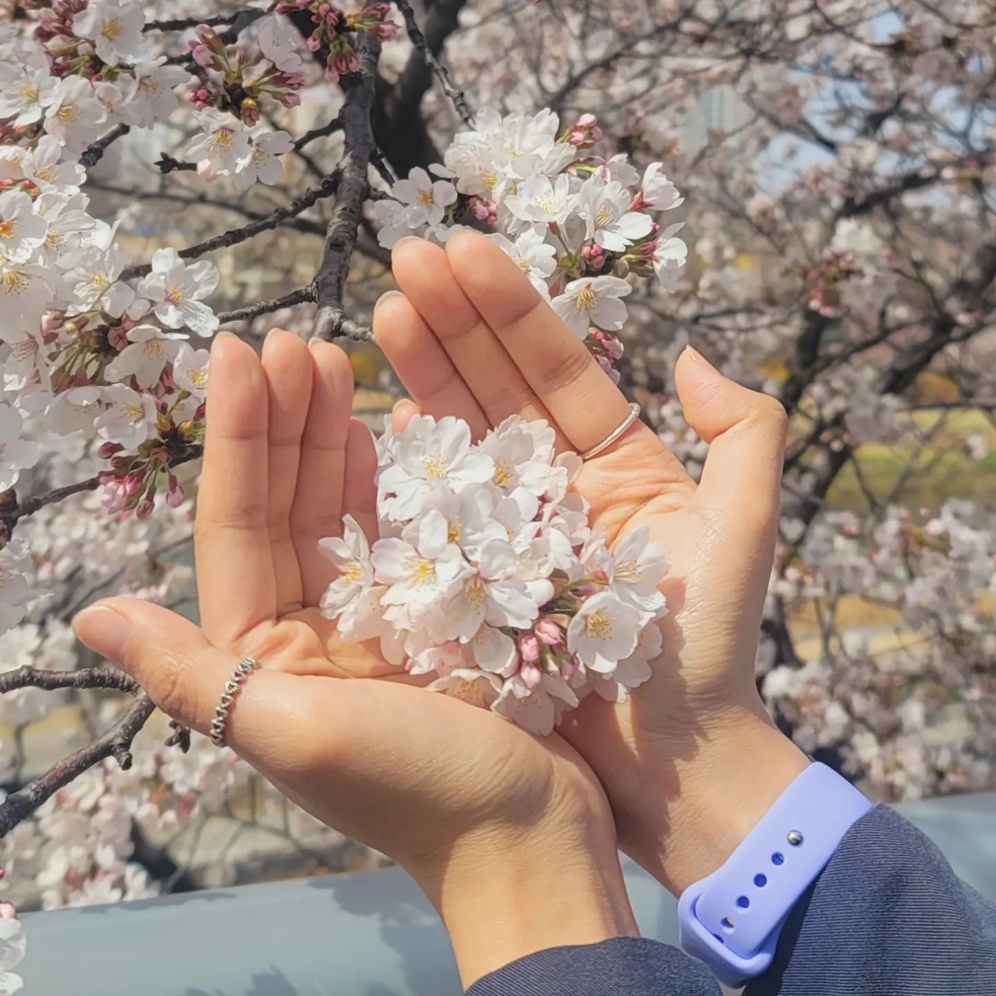 🌸
#대구여행 #벚꽃 은 언제나 옳아요❤
#불로동고분군 가기 전 찍은 벚꽃
사랑스럽다💮💮
.
.
.
#좋아요테러#좋반환영#좋아요그램#좋반#좋반환영#좋아요#좋아요그램#좋아요그램👍#감성#감성사진#선팔맞팔#좋반사#일상#일상그램#일상그램🌿#일상스타그램#일상기록#벚꽃시즌#대구벚꽃
