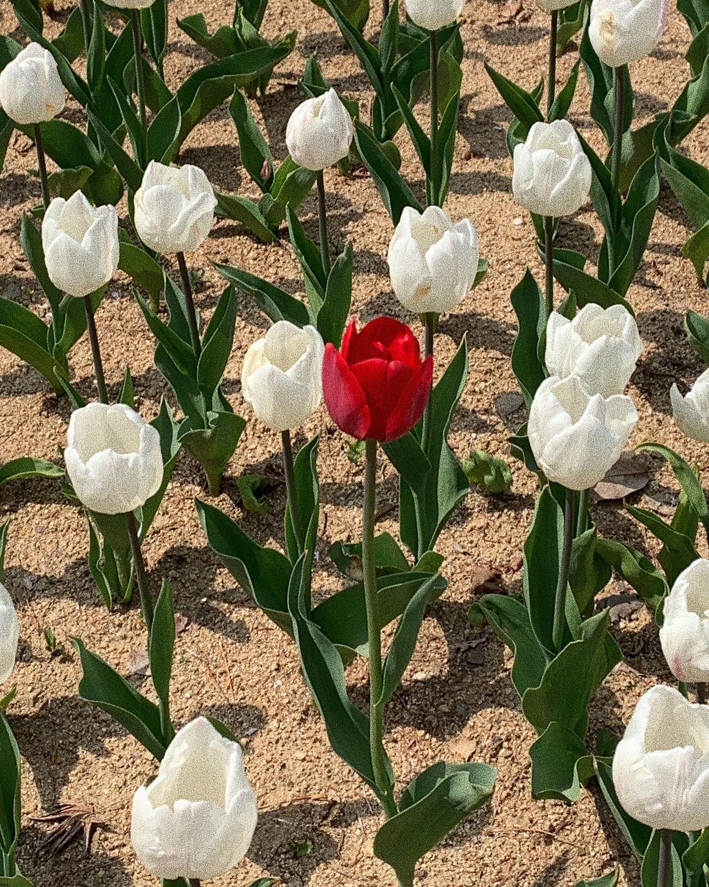 •
⠀ ⠀⠀⠀⠀⠀ ⠀⠀⠀ ⠀ ⠀⠀
내가 젤 좋아하는 계절과 , 🌷💚