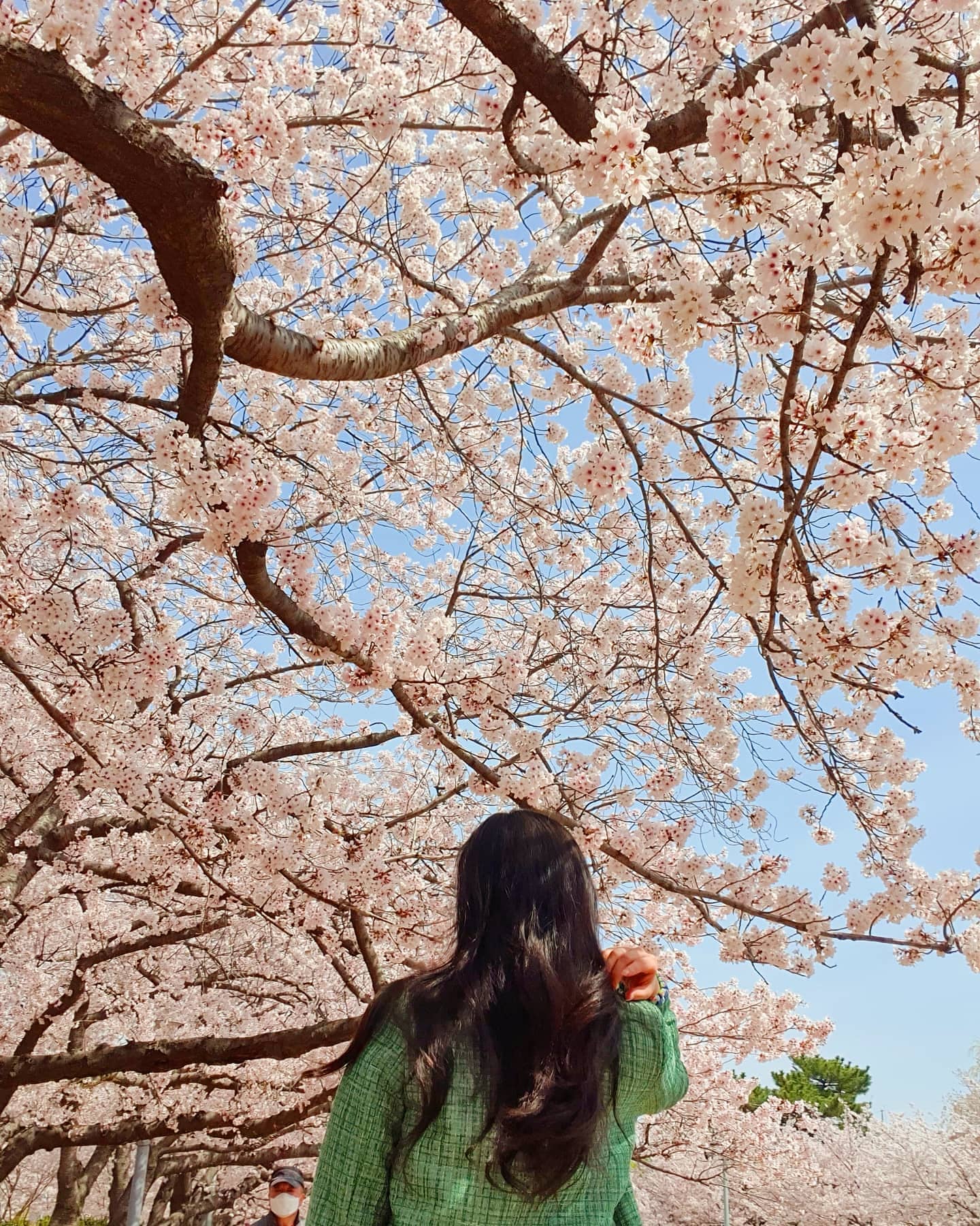 벚꽃은 정말 안녕, 다음주는 유채꽃 피드로🌸