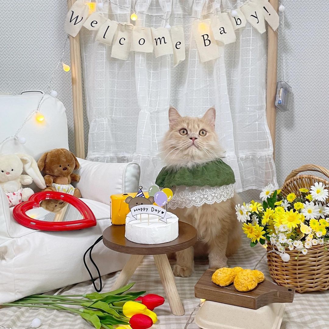 브숏 브롱 고양이 Roy.Mio on Instagram: “#협찬 며칠전 로이생일 이었는데 생일상 렌탈서비스를 기다리다가 좀 늦게 사진을 찍게 되었네요~🤣 인스타하면서 사진소품이 늘어나다보니 일년에