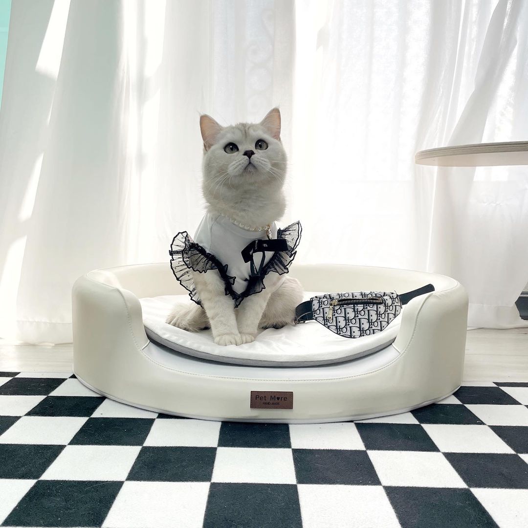브숏 브롱 고양이 Roy.Mio on Instagram: “고양이 시몬스 🛏 #미르공간 에서 #펫모어 #오메가침대 와 극세사방석을 보내주셨어요.😸 ▫신소재그래핀사용 ꕤ 99.9%향균 효과 ꕤ 소취효과, 전자파