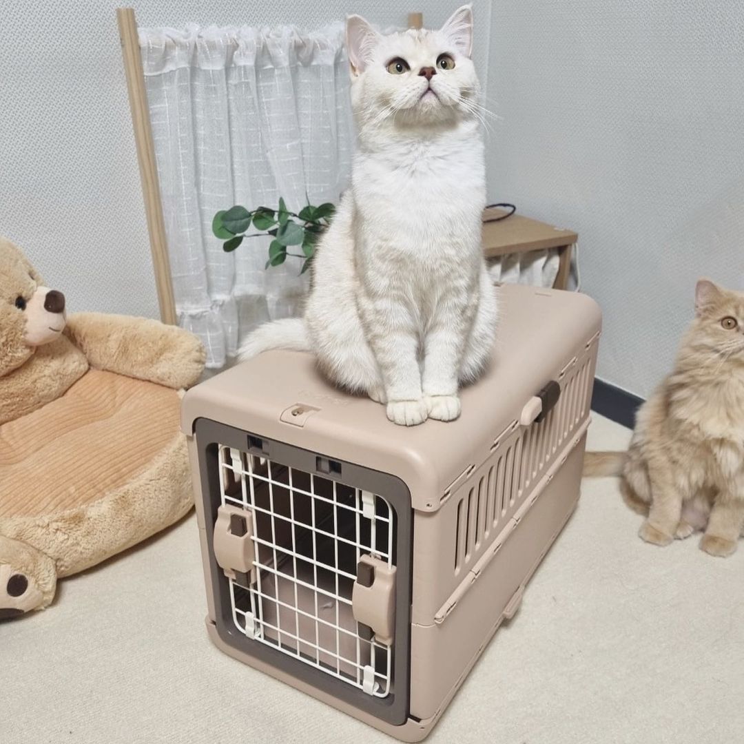 브숏 브롱 고양이 Roy.Mio on Instagram: “#선물 사용하던 가방이 로이에게 작아져서 뭘사야하나 고민하던 중에 #릿첼에서 #접이식켄넬 이동장을 보내주셨어요.!😭 ✨한국 고객만족도1위 선정