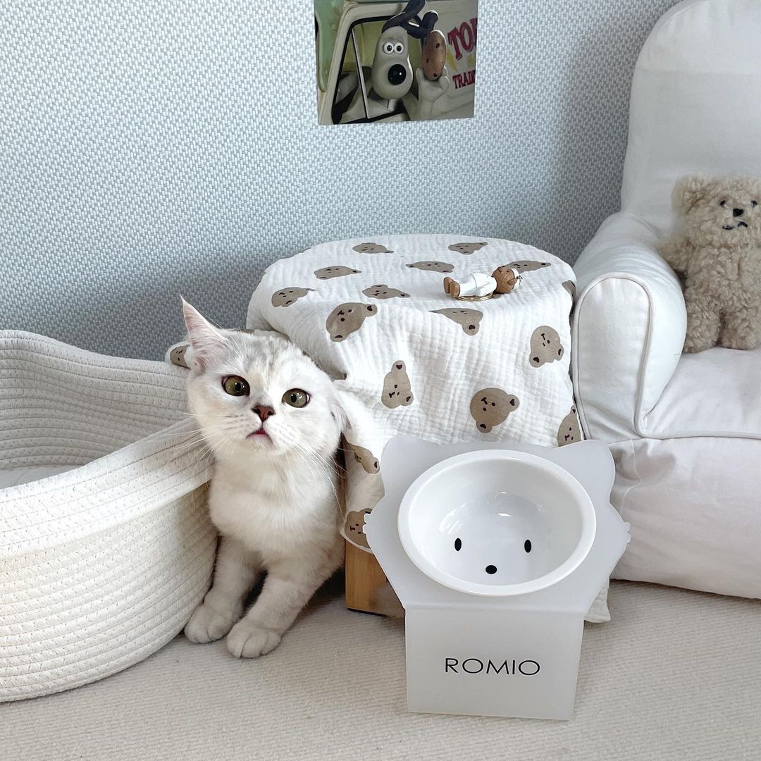 브숏 브롱 고양이 Roy.Mio on Instagram: “미오가 그릇으로 탄생!!🙀 #매기앤보 에서 미오를 닮은 식기를 보내주셨어요.😸 ▫️이천 도자기 마을출신으로 퀼리티보장! ▫️디자이너가 만들어서