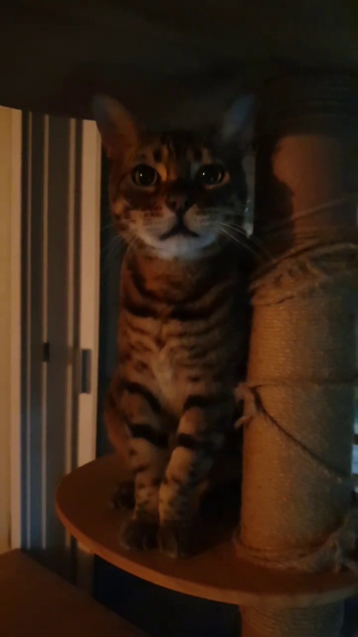 😺야옹
.
.
.
.
.
.
.
#용팝이는야옹 
#고양이릴스
#고양이그램
#야옹
#뱅갈고양이