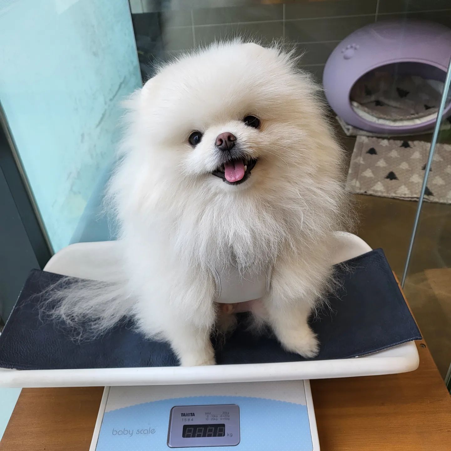 ت 
올해도 접종 완료 💉
그리고 솜이는 4.3kg 뚠뚠이가 되었다 🥲