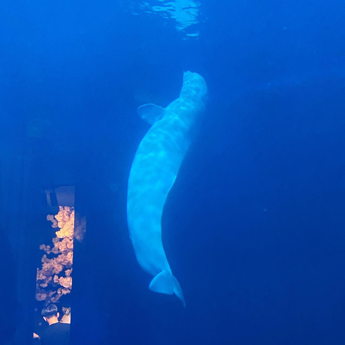 🐬