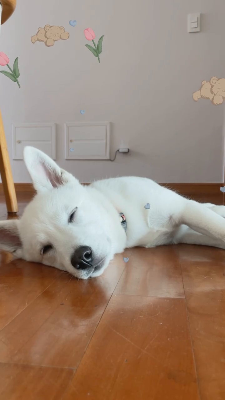 일어날게 멍🐕