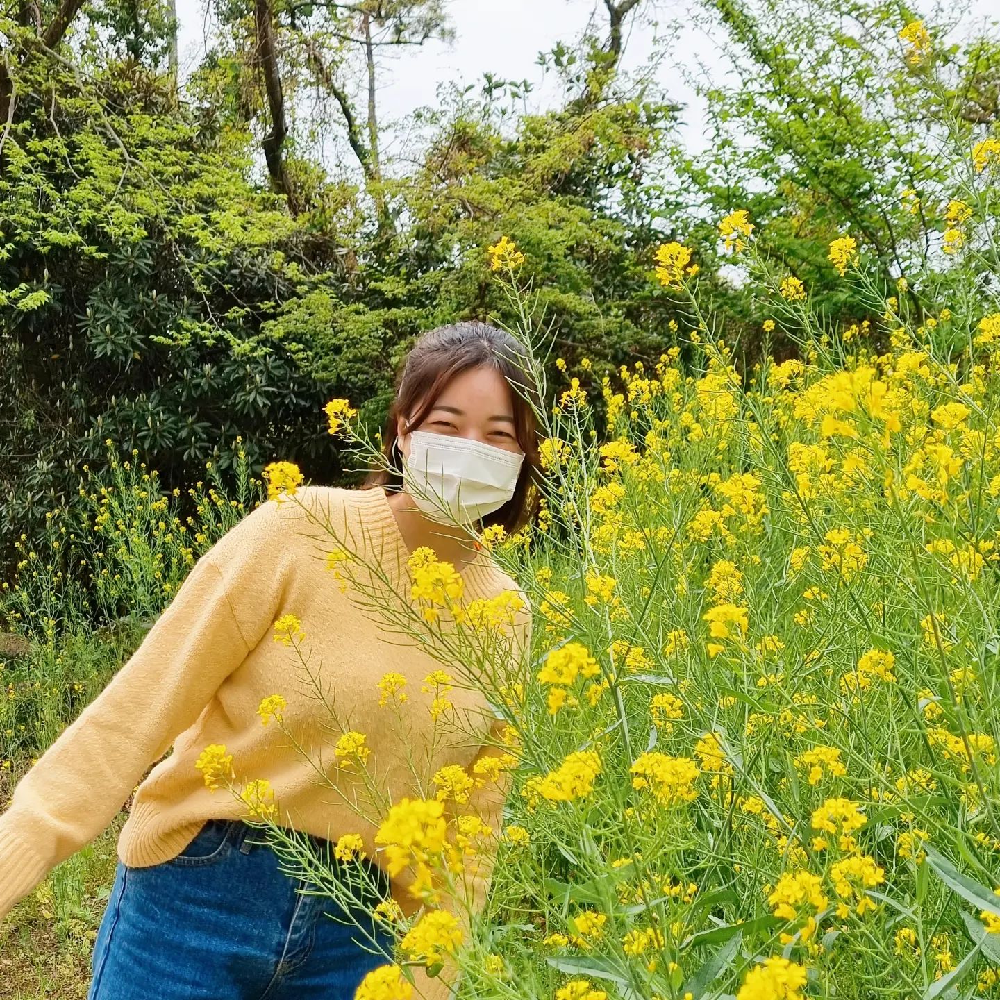 유채리X유채꽃