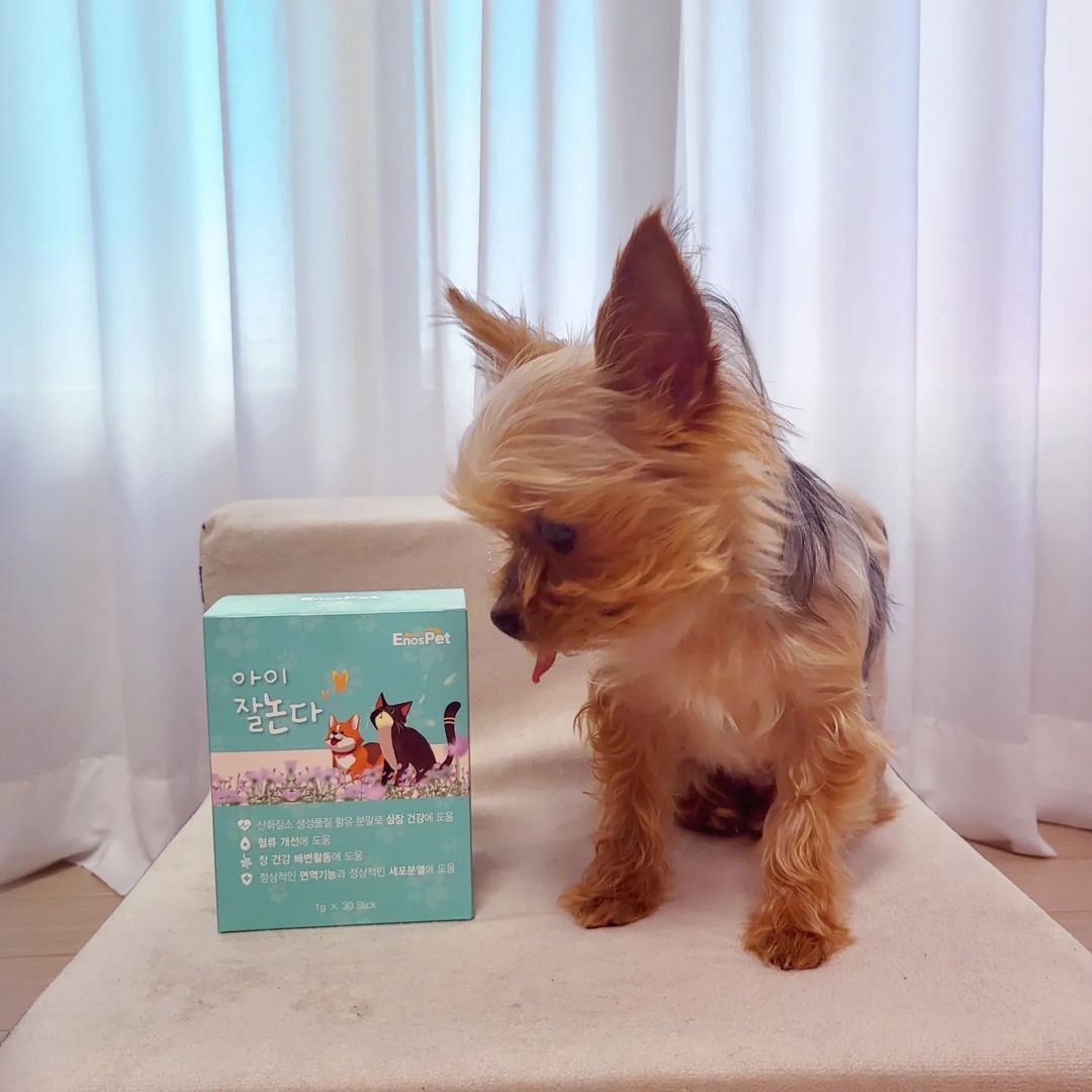 반달이 on Instagram: “#광고 반달이는 9살의 황금노년견생을 보내고 있어요🐶 아직 뛰뛰도 거뜬하지만 더 오래 관절 걱정없을려면 미리 영양제 급여가 필요하다 생각하고 있던차에 좋은 제