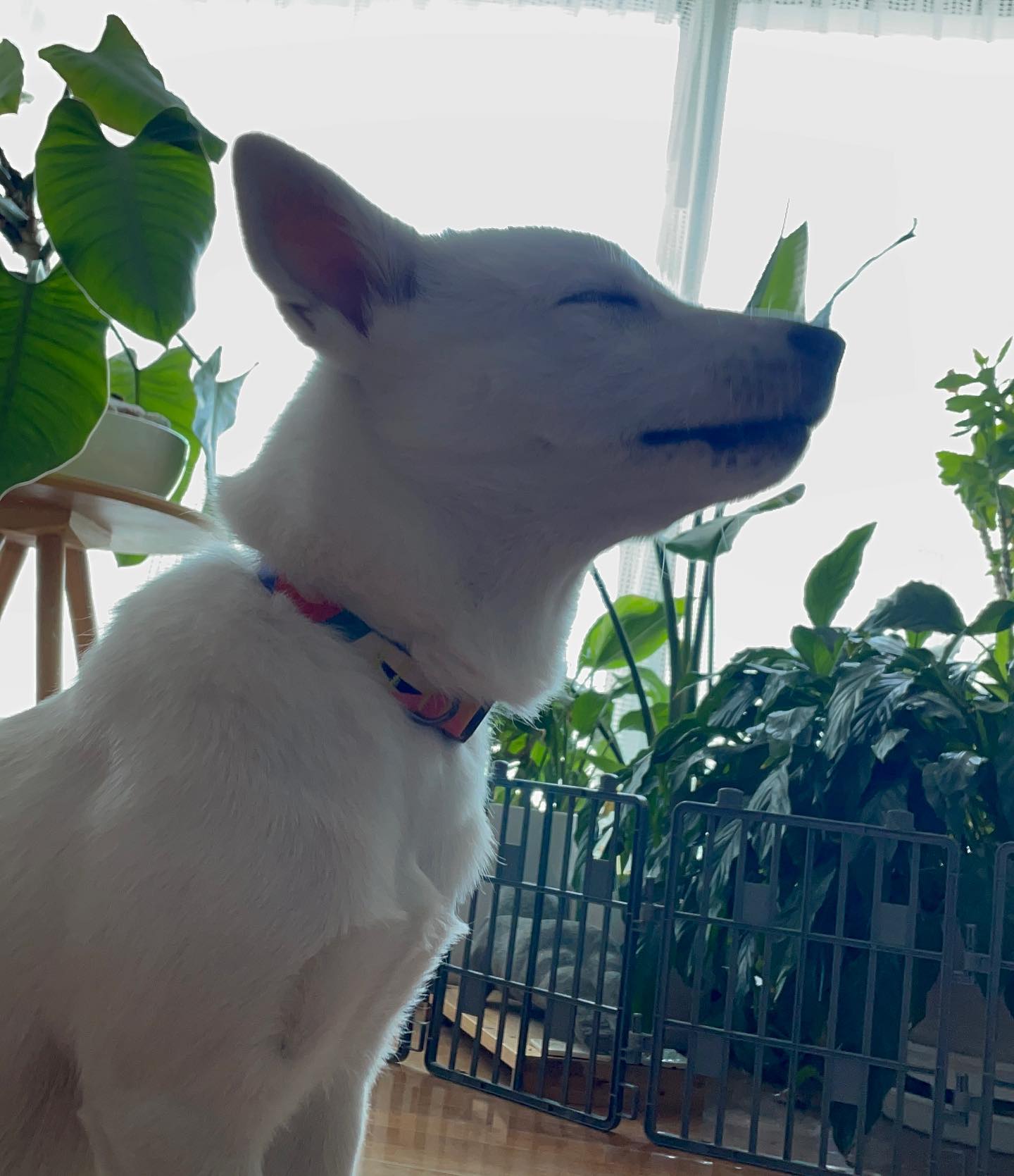 리노 갬성🐕🤍